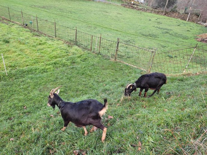 Archivo - Cabras en un campo del Duranguesado (Bizkaia)