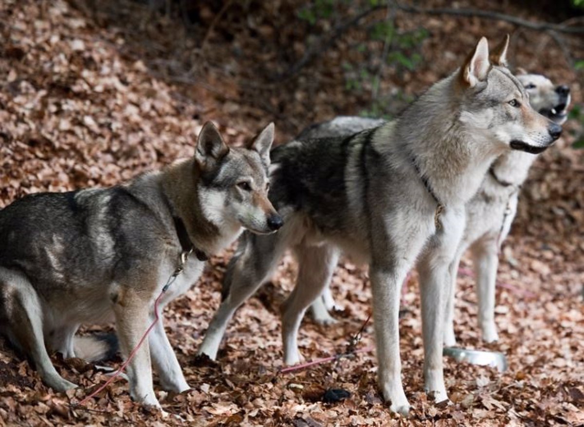Los ataques del lobo crecen un 113% desde su inclusión en el LESPRE y los animales muertos un 70%
