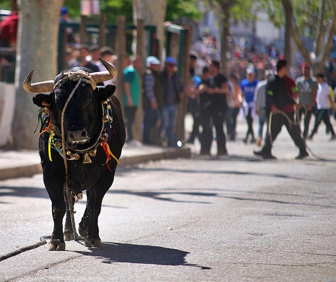 Archivo - Uno de los 'toros ensogaos' en las fiestas de San Marcos de Beas de Segura.