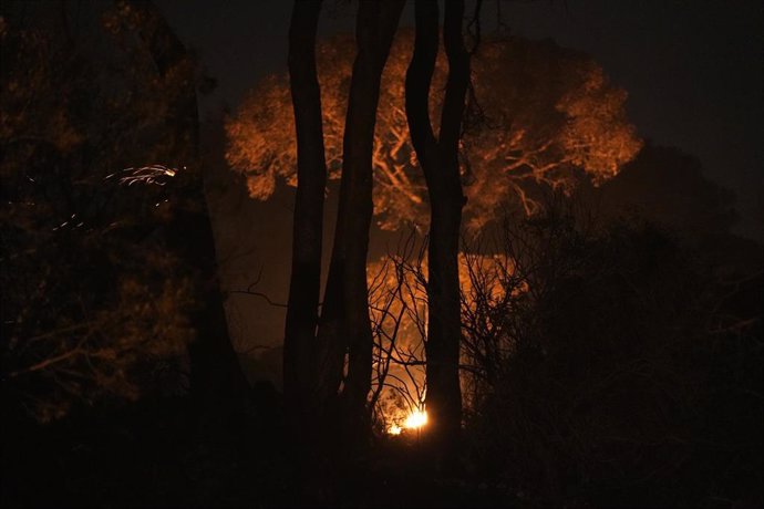 Archivo - Detalle del fuego en la base de un árbol por la noche, a 06 de agosto del 2023 en Puerto Real (Cádiz, Andalucía).