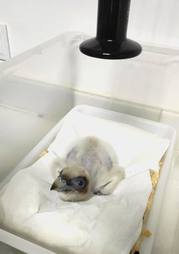 Aragón y Andalucía intercambian pollos para mejorar la diversidad genética del quebrantahuesos.