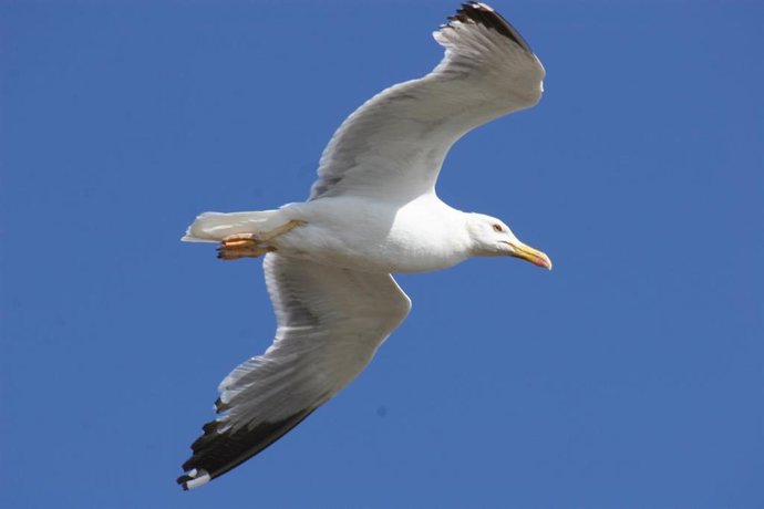 Vuelo de una gaviota patiamarilla en la zona del Parque Regional de Las Salinas y Arenales de San Pedro del Pinatar.