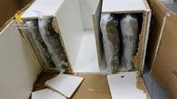 Guardia Civil detiene en Murcia a dos personas que pretendían enviar 24 paquetes con 13,5 kg de marihuana a Alemania