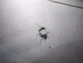 Foto: Argentina.- Argentina suma ya casi 200 muertes por dengue desde el inicio de la temporada