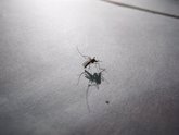 Foto: Argentina.- Argentina suma ya casi 200 muertes por dengue desde el inicio de la temporada