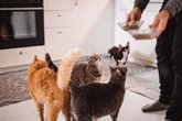 Foto: Los perros y gatos transmiten "superbacterias" resistentes a los antibióticos a sus dueños