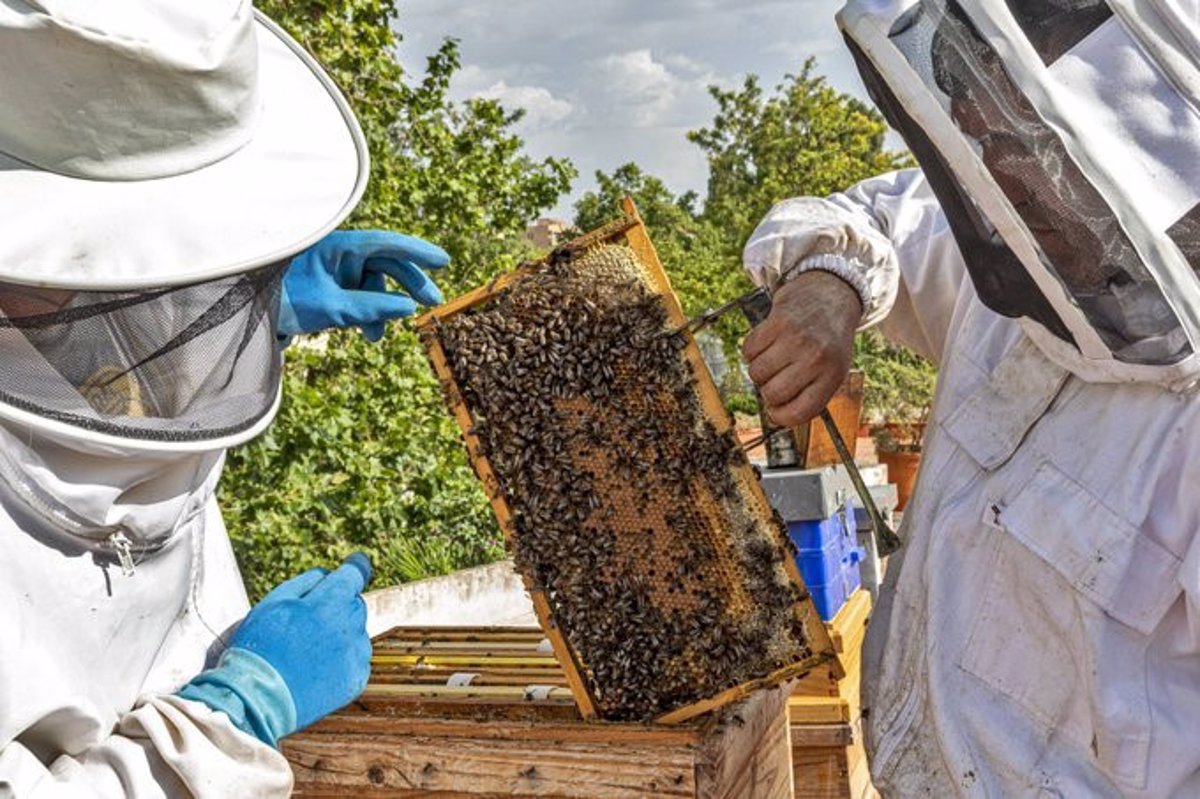 La Junta de Extremadura abona más de 563.000 euros en ayudas agroambientales a la apicultura