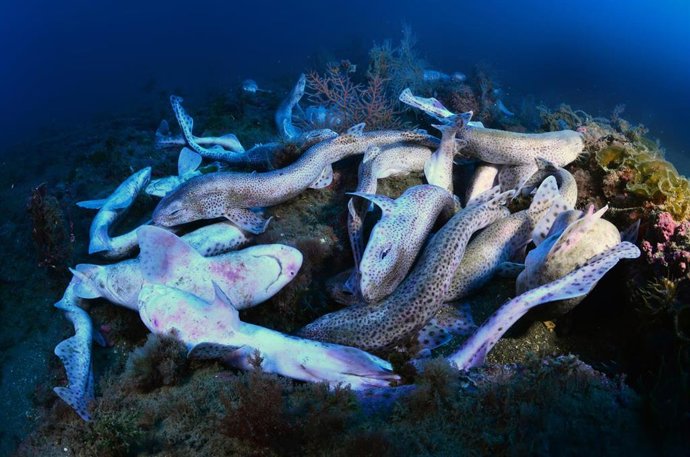 Pintarrojas sin vida en Getaria