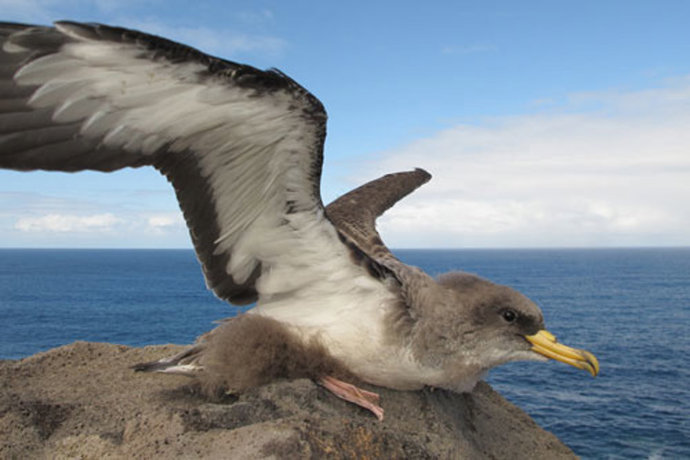 Pollo volandero con plumón de Paredela cenicienta, Calonectris borealis.