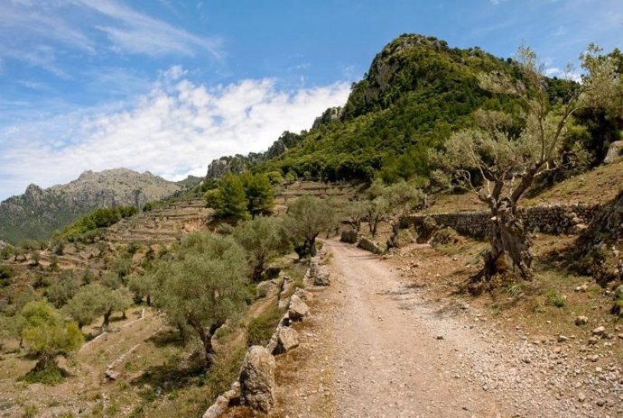 Archivo - Un camino de la Serra de Tramuntana.
