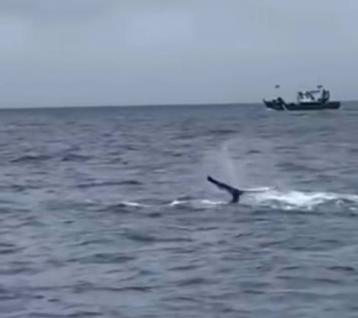 Avistada una ballena jorobada desde el puerto de Santoña