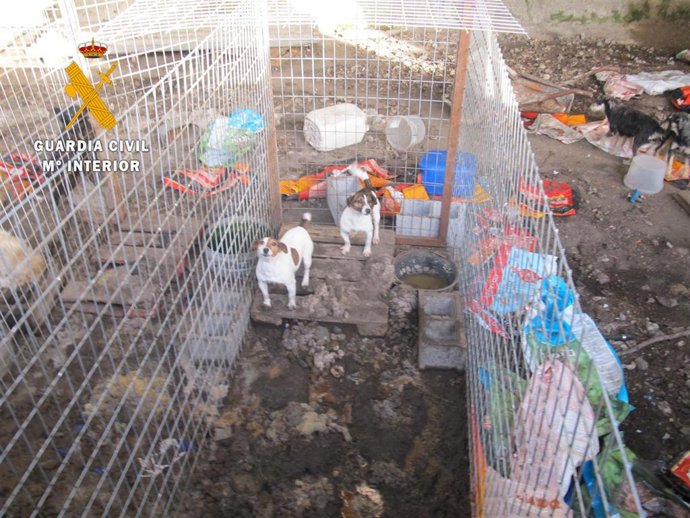 Perros en el núcleo zoológico en Peñaparda (Salamanca)