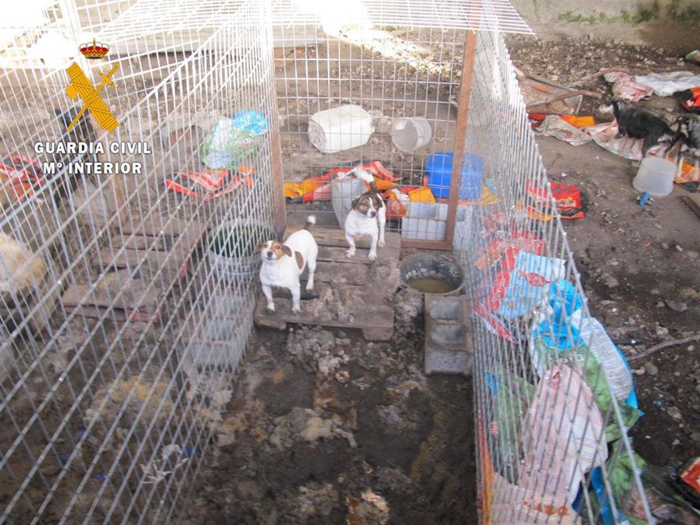 Perros en el núcleo zoológico en Peñaparda (Salamanca)