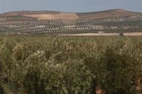 UPA-Jaén afirma que la declaración del olivar como Patrimonio Mundial "no supone perjuicio alguno para los agricultores"