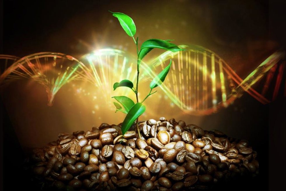 Planta de café arábica