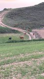 Los toros de la ganadería de Armuña de Tajuña escapados ya están encerrados y sólo quedan dos vacas perdidas