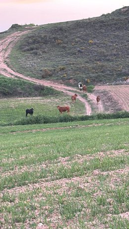 Se escapan reses bravas de la ganadería de Armuña de Tajuña y piden precaución a los vecinos de Horche y Yebes