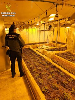 Detenidas 11 personas por tráfico de drogas e intervenidas 400 plantas de marihuana y 576 gramos de cocaína