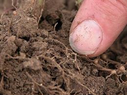 Nematodos en suelo agrícola.