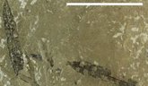 Foto: Los helechos 'probaron' con hojas modernas hace 200 millones de años