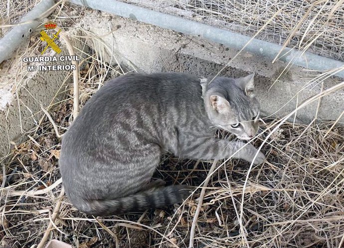 Gato abandonado en Águilas (Murcia)