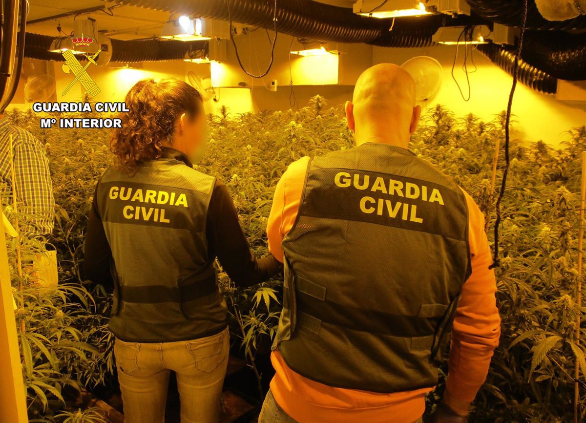 Detenidos los cuatro integrantes de un grupo dedicado al cultivo ilícito de marihuana en San Javier (Murcia)