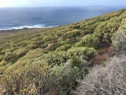 Poblaciones de Euphorbia balsamifera junto al mar en la isla de Tenerife