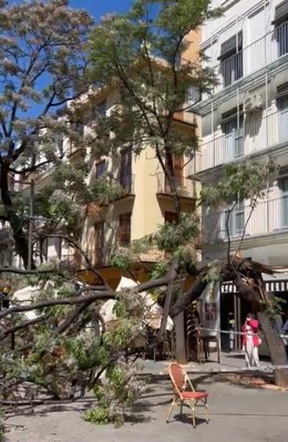 Un árbol cae en la plaza del Mercado de València