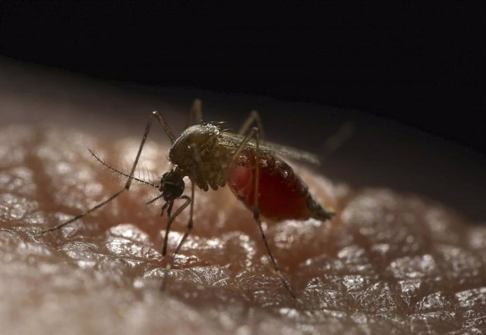 Mosquito Aedes aegypti , transmisor del virus del Zika.  ERIK JEPSEN, CREATIVE SERVICES AND PUBLICATIONS, U  (Foto de ARCHIVO: Europa Press)  16/1/2020