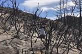 Foto: El CO2 empeora los incendios ayudando a la vegetación a crecer