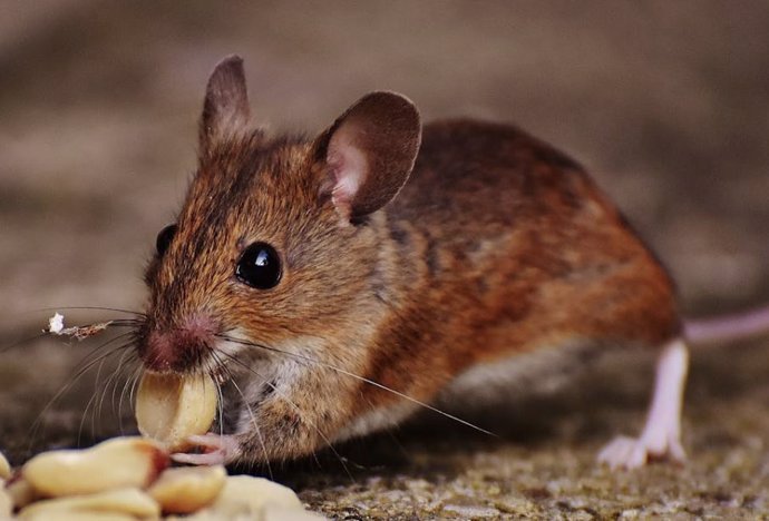 Neurocientíficos resuelven un viejo debate sobre el sentido numérico de algunos animales