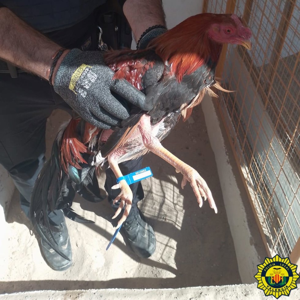 Imagen de uno de los gallos