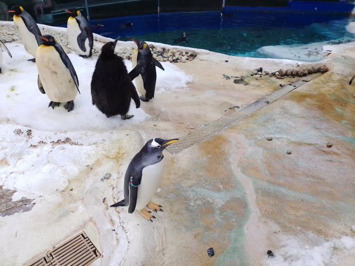 Cría de pingüino rey en el pingüinario de Selwo Marina, en Benalmádena.