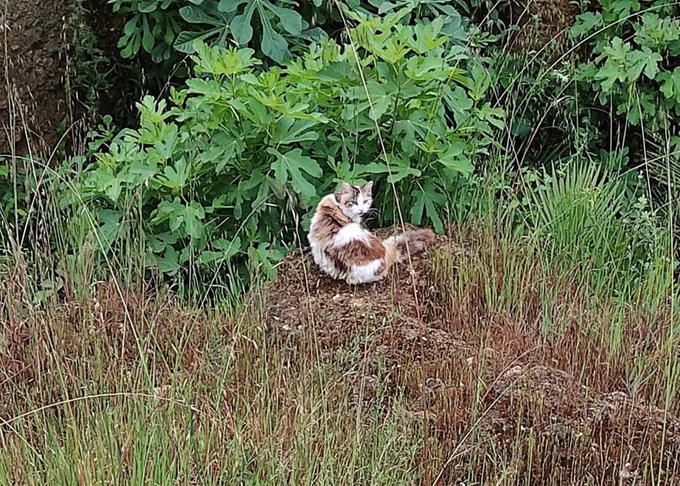 Archivo - Un gato callejero en Córdoba.