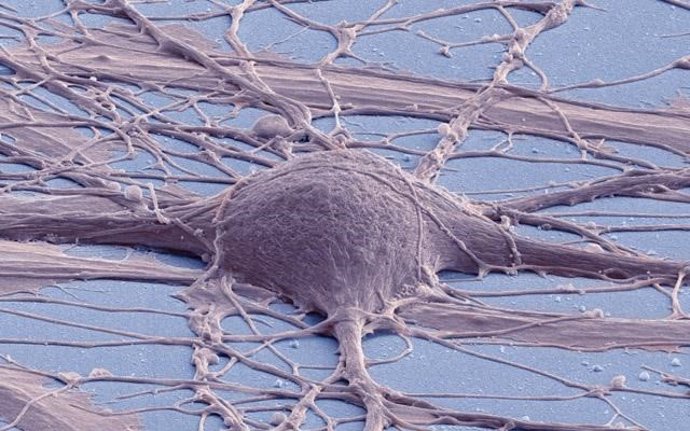 Archivo -    Investigadores de la Facultad de Medicina de la Universidad de California en San Diego (Estados Unidos) han creado con éxito células madre neuronales de la médula espinal (NSC) a partir de células madre pluripotentes humanas (hPSC, por sus si