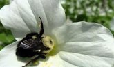 Foto: Las reinas de abejorro pueden sobrevivir bajo el agua
