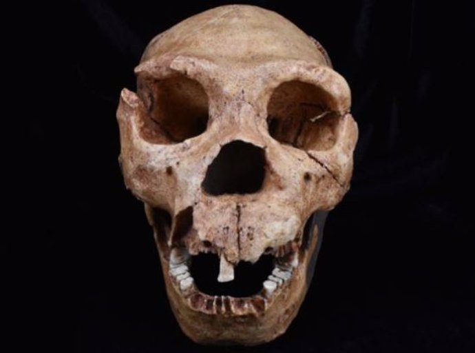 Un molde del cráneo de Homo Heidelbergensis, una de las especies de homínidos analizadas en el último estudio.