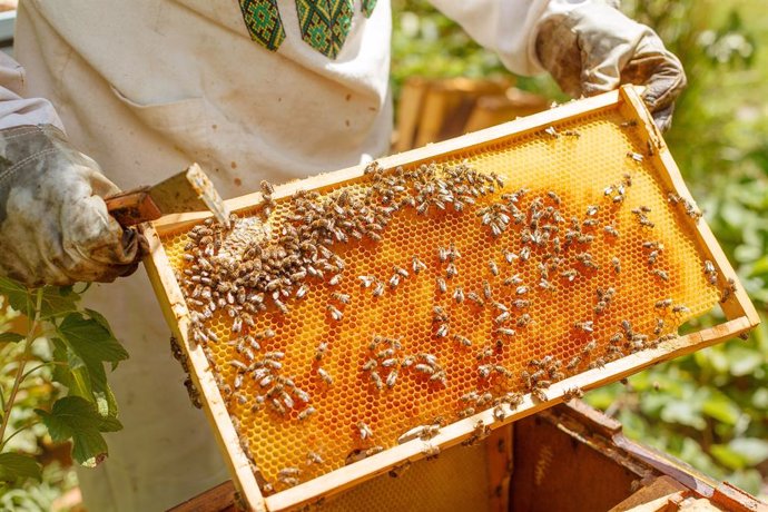 Archivo - Panal de abejas