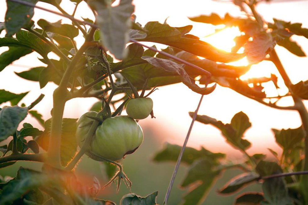 FiturNext anuncia su Reto 2025: Cómo el turismo puede contribuir a la gestión sostenible de los alimentos.