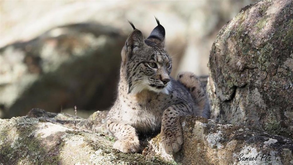 Archivo - Lince, archivo 