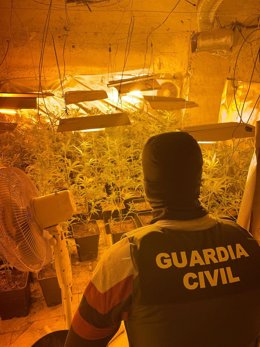 Agente desmantela una plantación de marihuana.