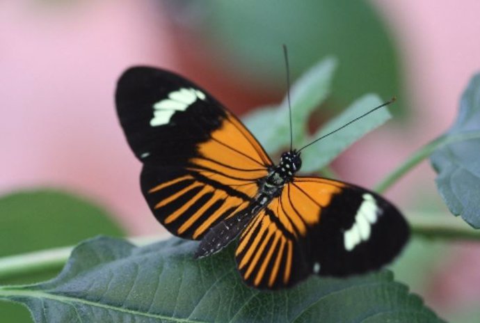 La hibridación impulsó la evolución de Heliconius elevatus.