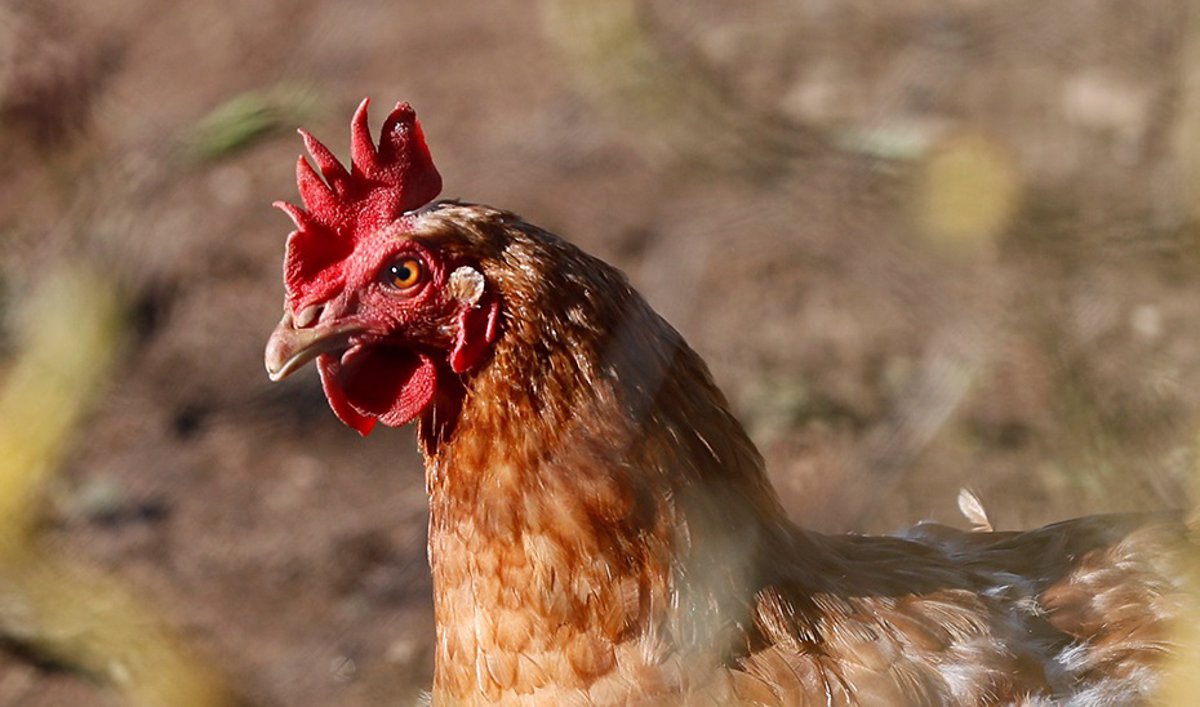 La OMS expresa su  gran preocupación  por que la gripe aviar empiece a extenderse de persona a persona