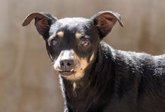 Foto: Trufa, Mónica, Pirata, Gaspar y otros perros más esperan ser adoptados en el próximo desfile de Bioparc y A.U.P.A