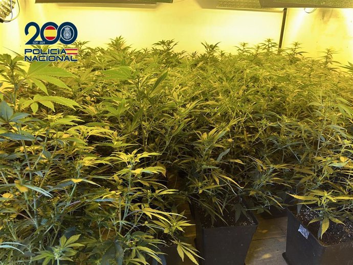 Plantación de marihuana hallada en una vivienda del barrio de 'Las cuatrocientas', en Cartagena