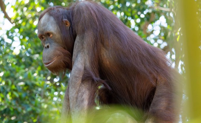 Bioparc Fuengirola da la bienvenida a 'Popo', un nuevo macho de orangután de Borneo