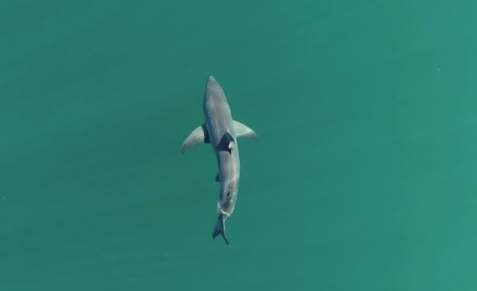 Tiburón blanco juvenil