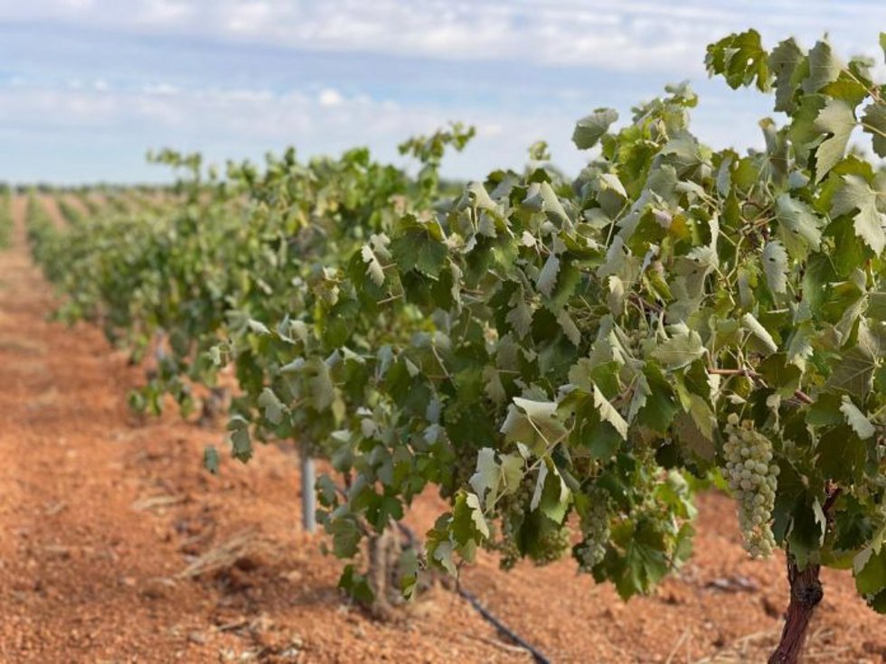 Viñas