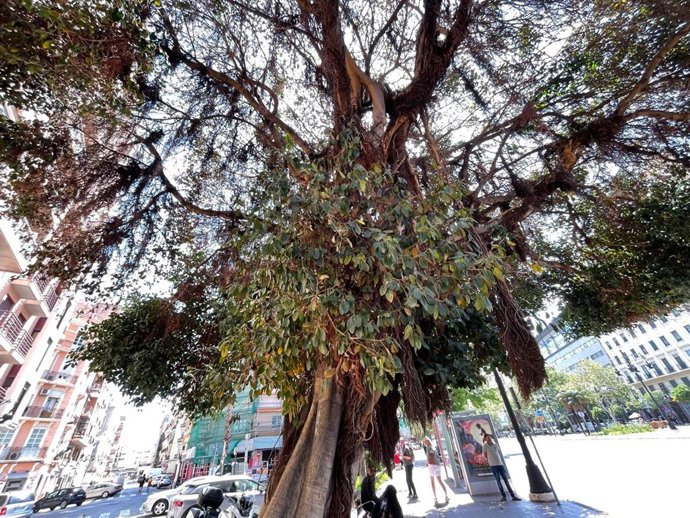 Imatge del ficus que ha sigut atacat a la plaça d'Espanya de València.