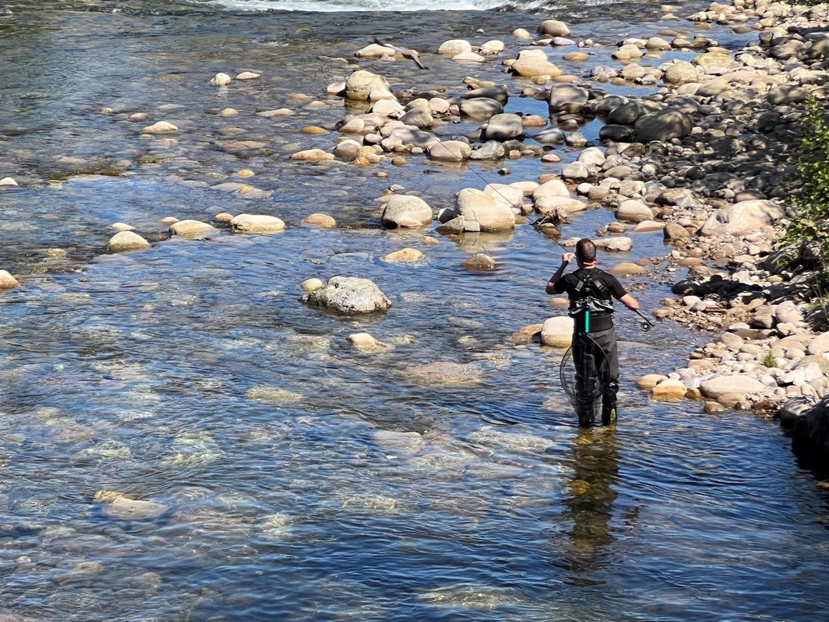 Capturado en el río Pas el  campanu  de Cantabria, de 7,4 kilos